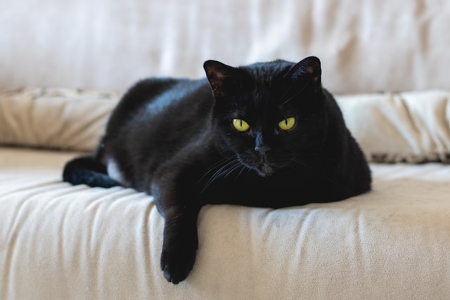 黒猫の画像